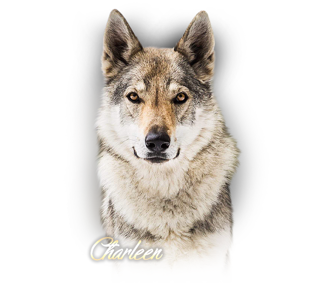 Czechoslovakian Wolfdog Charleen Šedý poklad