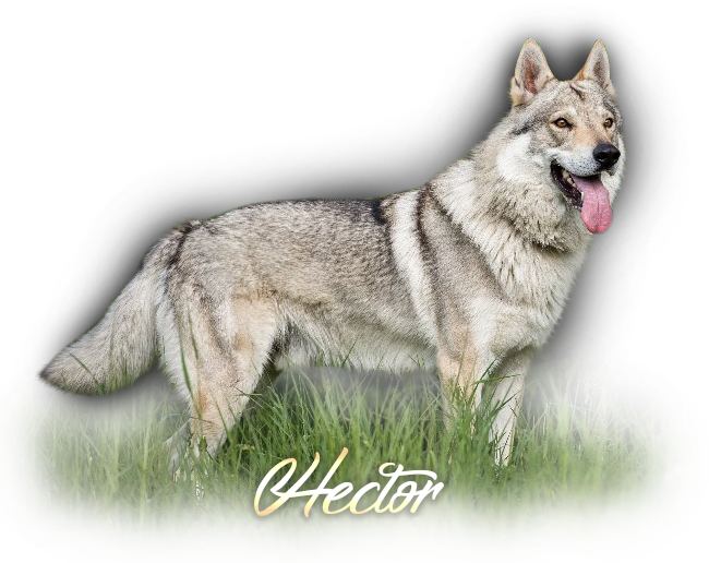 Czechoslovakian Wolfdog Hector Šedý poklad