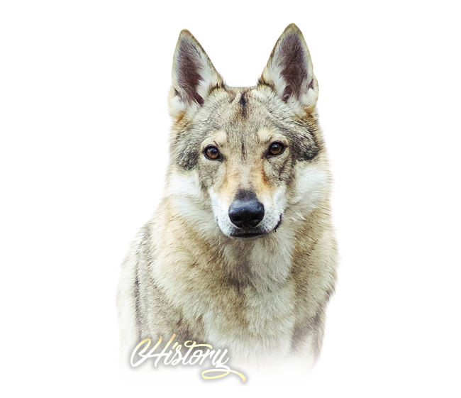 Czechoslovakian Wolfdog History Šedý poklad