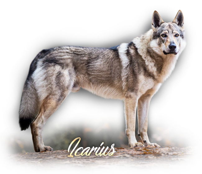 Czechoslovakian Wolfdog Icarius Šedý Poklad