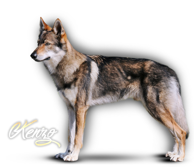 Czechoslovakian Wolfdog Kenzo Šedý Poklad