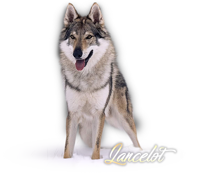 Czechoslovakian Wolfdog Lancelot Šedý poklad