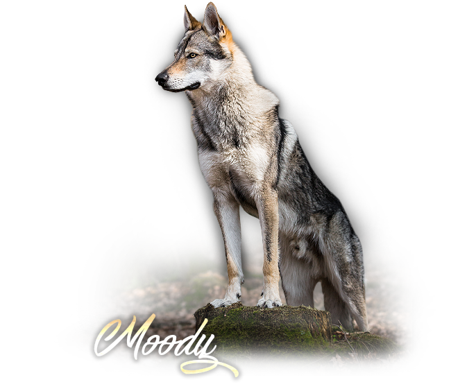 Czechoslovakian Wolfdog Mufasa Šedý Poklad