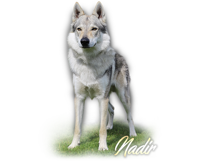 Czechoslovakian Wolfdog Nadir Šedý poklad