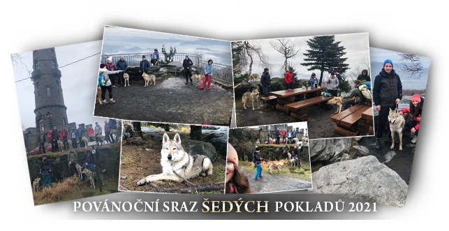 Czechoslovakian Wolfdog kennel Šedý Poklad
