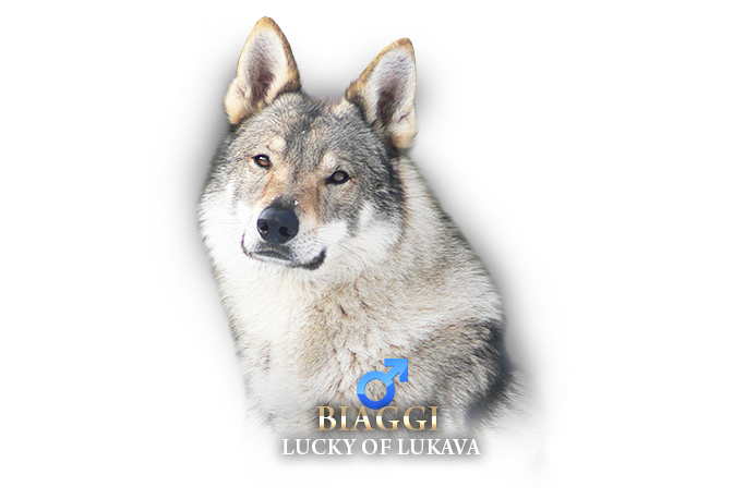 Czechoslovakian Wolfdog Šedý Poklad