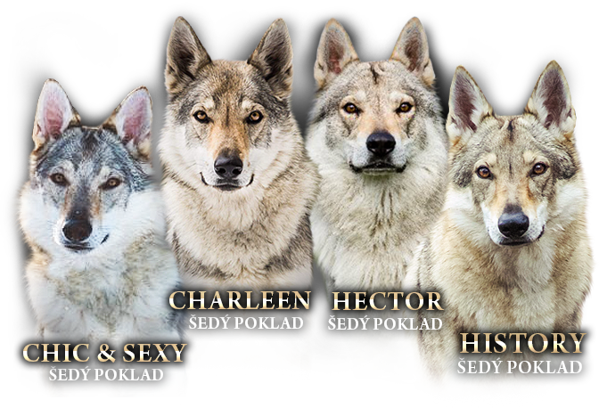 Czechoslovakian Wolfdog Šedý Poklad